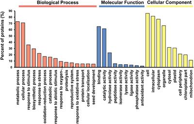 Peroxisomal Proteome Mining of Sweet Pepper (Capsicum annuum L.) Fruit Ripening Through Whole Isobaric Tags for Relative and Absolute Quantitation Analysis